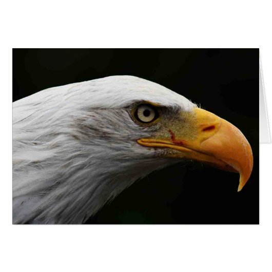 Bald Eagle gcm (Voorkant Horizontaal)