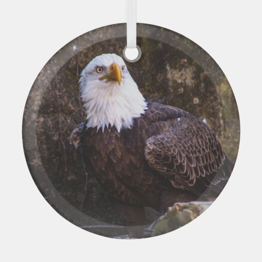 Bald Eagle Glas Ornament (Voorkant)