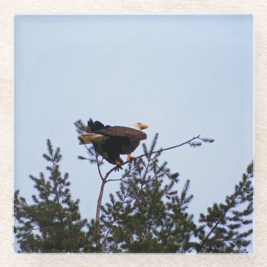 Bald Eagle Glazen Onderzetter (Voorkant)