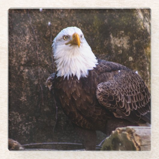 Bald Eagle Glazen Onderzetter (Voorkant)