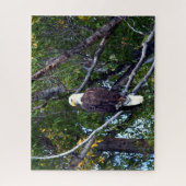 Bald Eagle Grand Teton National Park Wyoming. Legpuzzel (Verticaal)