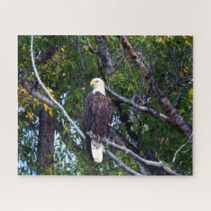 Bald Eagle Grand Teton National Park Wyoming. Legpuzzel