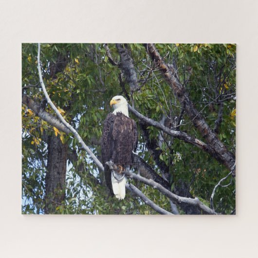 Bald Eagle Grand Teton National Park Wyoming. Legpuzzel (Horizontaal)