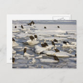 Bald Eagle, Haliaeetus leucocephalus, Homer, 2 Briefkaart (Voorkant / Achterkant)