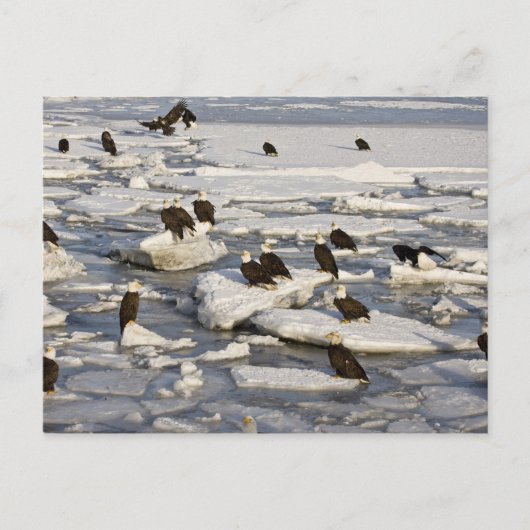 Bald Eagle, Haliaeetus leucocephalus, Homer, 2 Briefkaart (Voorkant)