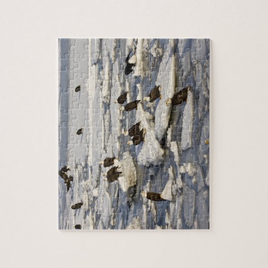 Bald Eagle, Haliaeetus leucocephalus, Homer, 2 Legpuzzel (Verticaal)