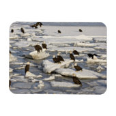 Bald Eagle, Haliaeetus leucocephalus, Homer, 2 Magneet (Horizontaal)