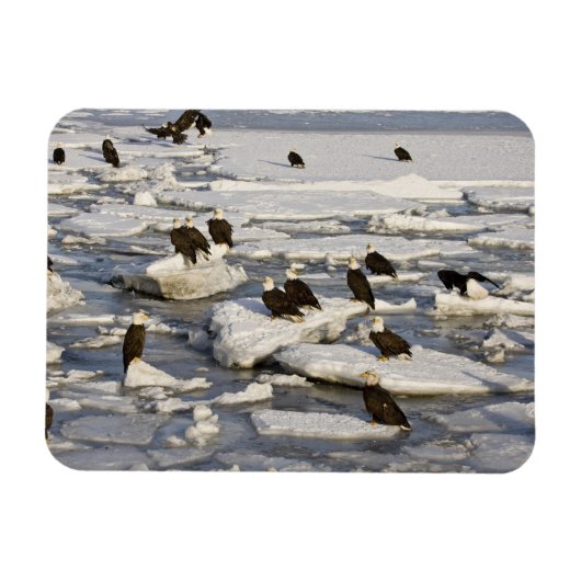 Bald Eagle, Haliaeetus leucocephalus, Homer, 2 Magneet (Horizontaal)