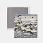 Bald Eagle, Haliaeetus leucocephalus, Homer, 2 Magneet (Voorkant / Achterkant)