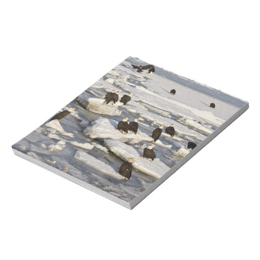 Bald Eagle, Haliaeetus leucocephalus, Homer, 2 Notitieblok (Linkerzijde)