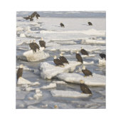 Bald Eagle, Haliaeetus leucocephalus, Homer, 2 Notitieblok (Voorkant)