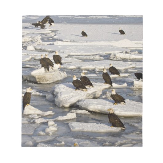 Bald Eagle, Haliaeetus leucocephalus, Homer, 2 Notitieblok (Voorkant)