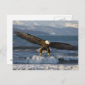 Bald Eagle, Haliaeetus leucocephalus, Homer, 3 Briefkaart (Voorkant / Achterkant)