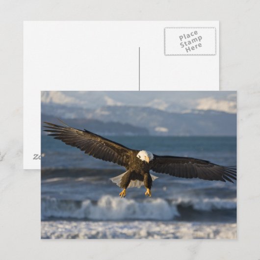 Bald Eagle, Haliaeetus leucocephalus, Homer, 3 Briefkaart (Voorkant / Achterkant)