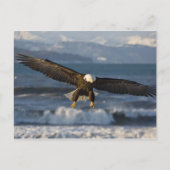 Bald Eagle, Haliaeetus leucocephalus, Homer, 3 Briefkaart (Voorkant)