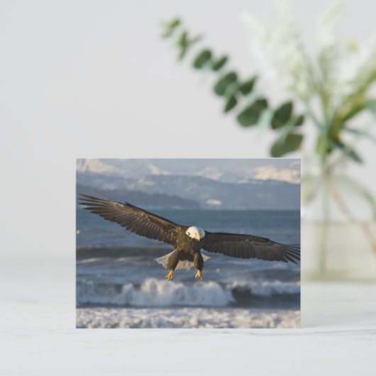 Bald Eagle, Haliaeetus leucocephalus, Homer, 3 Briefkaart (Staand voorkant)