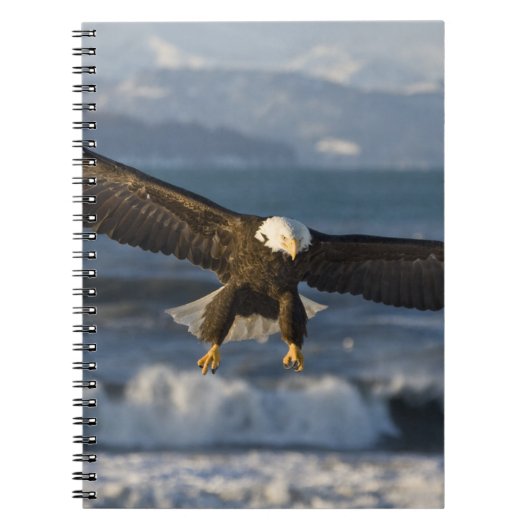 Bald Eagle, Haliaeetus leucocephalus, Homer, 3 Notitieboek (Voorkant)