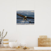 Bald Eagle, Haliaeetus leucocephalus, Homer, 3 Poster (Keuken)