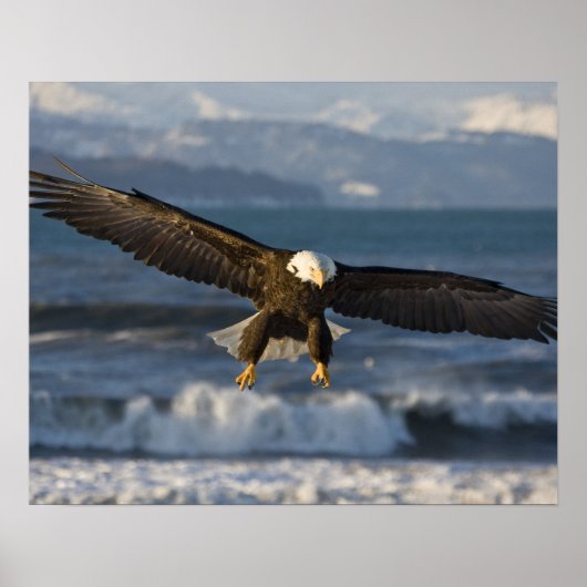 Bald Eagle, Haliaeetus leucocephalus, Homer, 3 Poster (Voorkant)