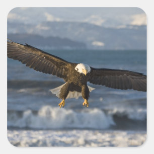 Bald Eagle, Haliaeetus leucocephalus, Homer, 3 Vierkante Sticker