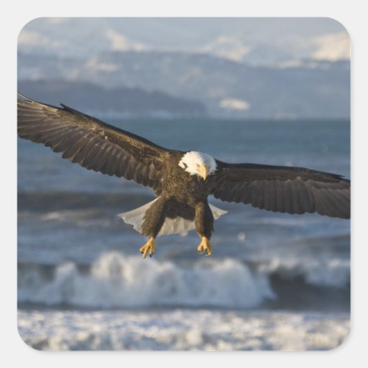 Bald Eagle, Haliaeetus leucocephalus, Homer, 3 Vierkante Sticker (Voorkant)