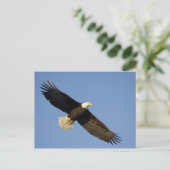 Bald Eagle, Haliaeetus leucocephalus, Homer, 4 Briefkaart (Staand voorkant)