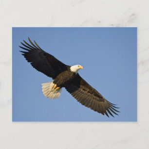 Bald Eagle, Haliaeetus leucocephalus, Homer, 4 Briefkaart