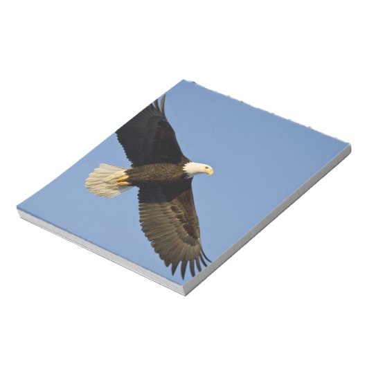 Bald Eagle, Haliaeetus leucocephalus, Homer, 4 Notitieblok (Linkerzijde)