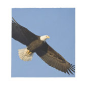 Bald Eagle, Haliaeetus leucocephalus, Homer, 4 Notitieblok (Voorkant)