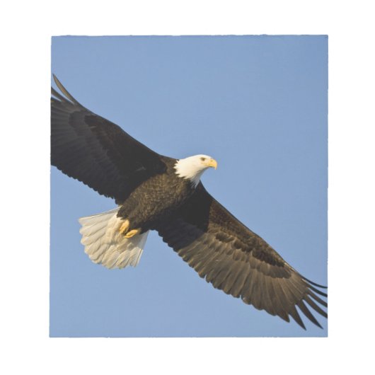 Bald Eagle, Haliaeetus leucocephalus, Homer, 4 Notitieblok (Voorkant)
