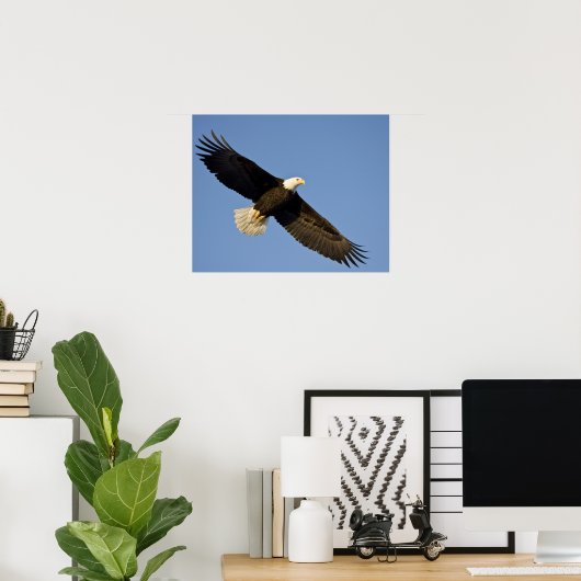 Bald Eagle, Haliaeetus leucocephalus, Homer, 4 Poster (Thuiskantoor)