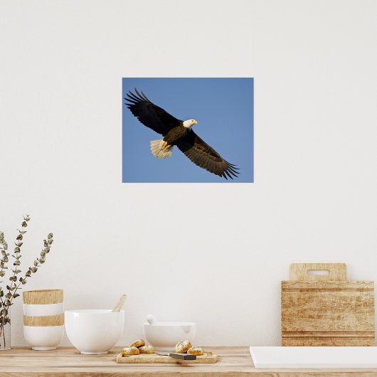 Bald Eagle, Haliaeetus leucocephalus, Homer, 4 Poster (Keuken)