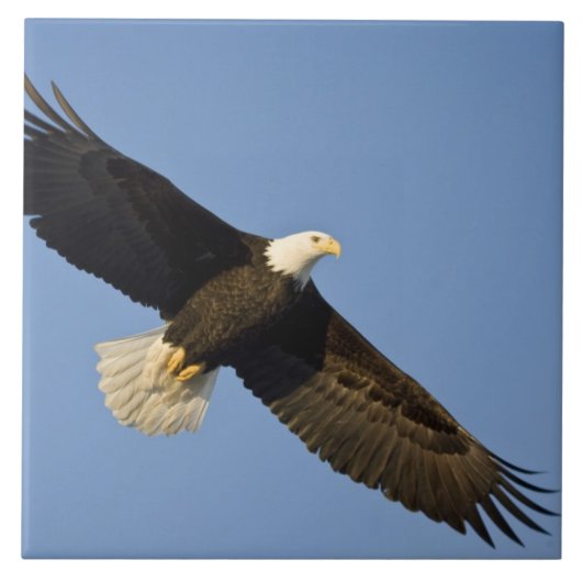Bald Eagle, Haliaeetus leucocephalus, Homer, 4 Tegeltje (Voorkant)