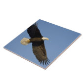 Bald Eagle, Haliaeetus leucocephalus, Homer, 4 Tegeltje (Zijkant)
