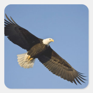 Bald Eagle, Haliaeetus leucocephalus, Homer, 4 Vierkante Sticker