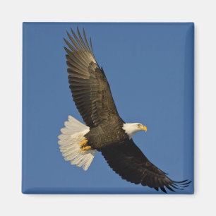 Bald Eagle, Haliaeetus leucocephalus, Homer Magneet