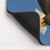 Bald Eagle, Haliaeetus leucocephalus, Homer Muismat (Hoek)