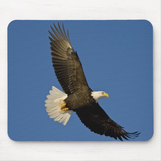 Bald Eagle, Haliaeetus leucocephalus, Homer Muismat (Voorkant)