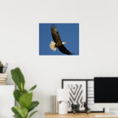 Bald Eagle, Haliaeetus leucocephalus, Homer Poster (Thuiskantoor)