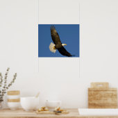 Bald Eagle, Haliaeetus leucocephalus, Homer Poster (Keuken)