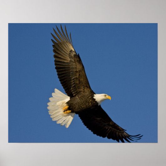 Bald Eagle, Haliaeetus leucocephalus, Homer Poster (Voorkant)
