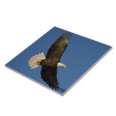 Bald Eagle, Haliaeetus leucocephalus, Homer Tegeltje (Zijkant)