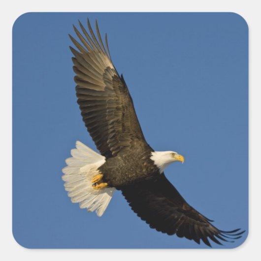 Bald Eagle, Haliaeetus leucocephalus, Homer Vierkante Sticker (Voorkant)