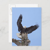 Bald Eagle (Haliaeetus leucocephalus) met vleugels Briefkaart (Voorkant / Achterkant)
