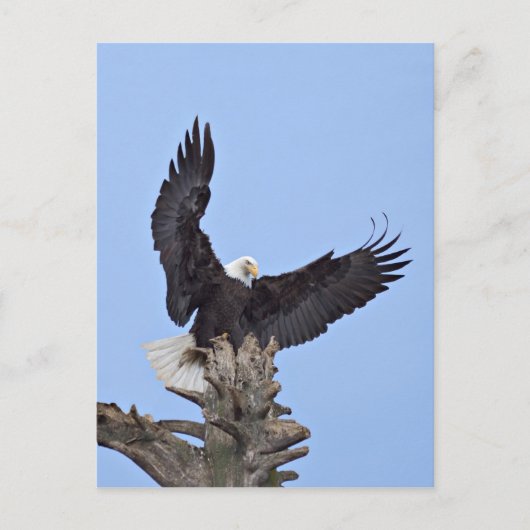 Bald Eagle (Haliaeetus leucocephalus) met vleugels Briefkaart (Voorkant)