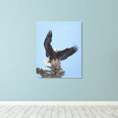 Bald Eagle (Haliaeetus leucocephalus) met vleugels Canvas Afdruk (Insitu (Houten vloer))