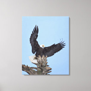 Bald Eagle (Haliaeetus leucocephalus) met vleugels Canvas Afdruk