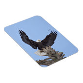 Bald Eagle (Haliaeetus leucocephalus) met vleugels Magneet (Rechterzijde)