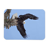 Bald Eagle (Haliaeetus leucocephalus) met vleugels Magneet (Horizontaal)