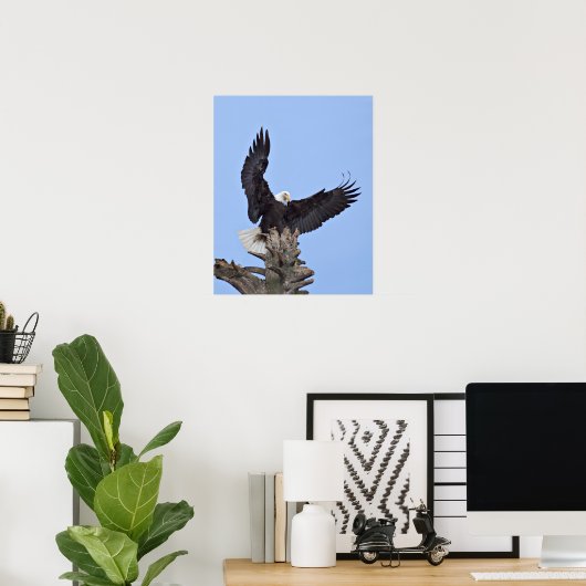 Bald Eagle (Haliaeetus leucocephalus) met vleugels Poster (Thuiskantoor)